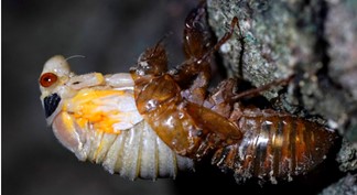 [Thumbnail for Red-Eye-Cicada.jpg]