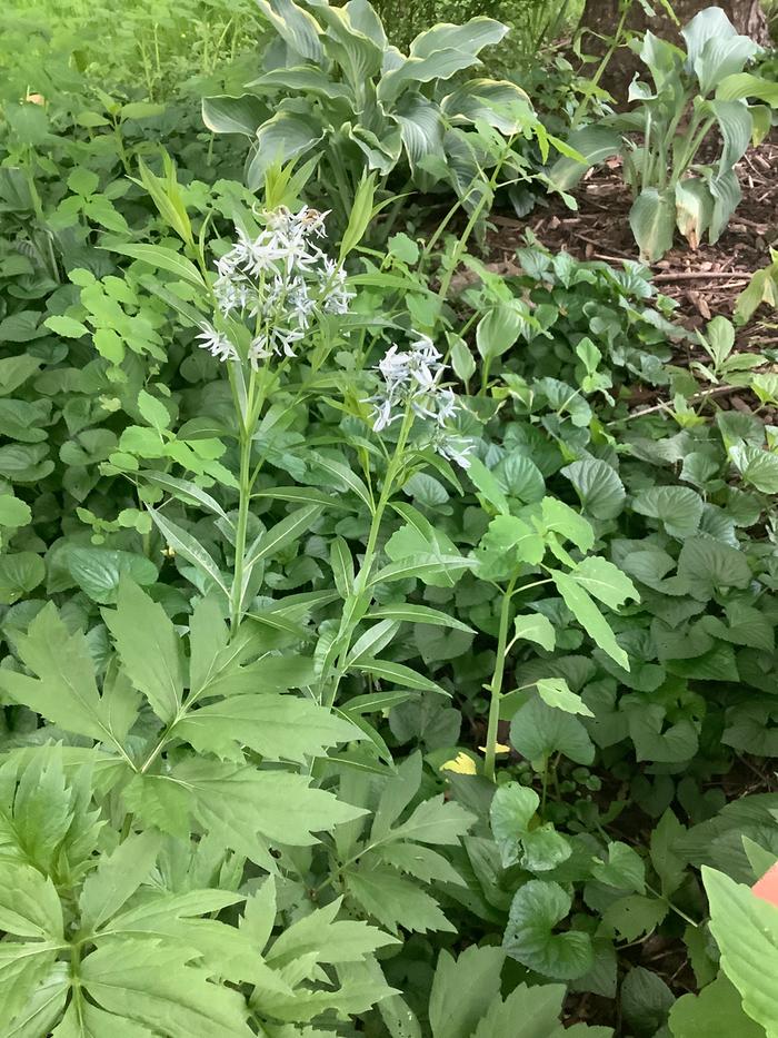 mystery plant in shade garden 