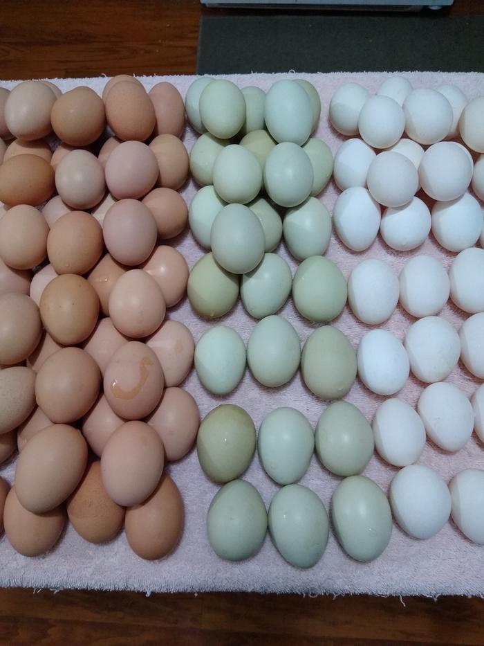 All the variation from my hens - greens (Easter Eggers) and browns (almost everyone else) the white/tinted are Dorking eggs