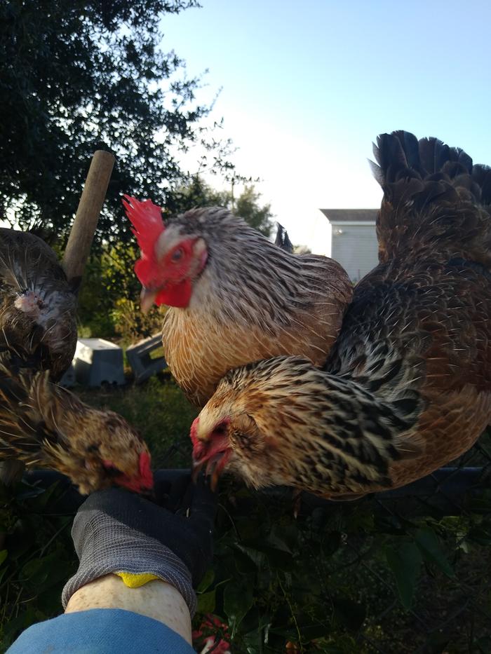 A Dorking hen (middle) and two Easter Eggers 