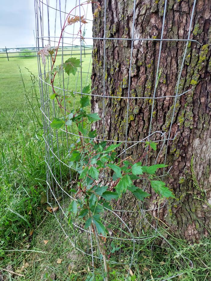 Baby peppervine 