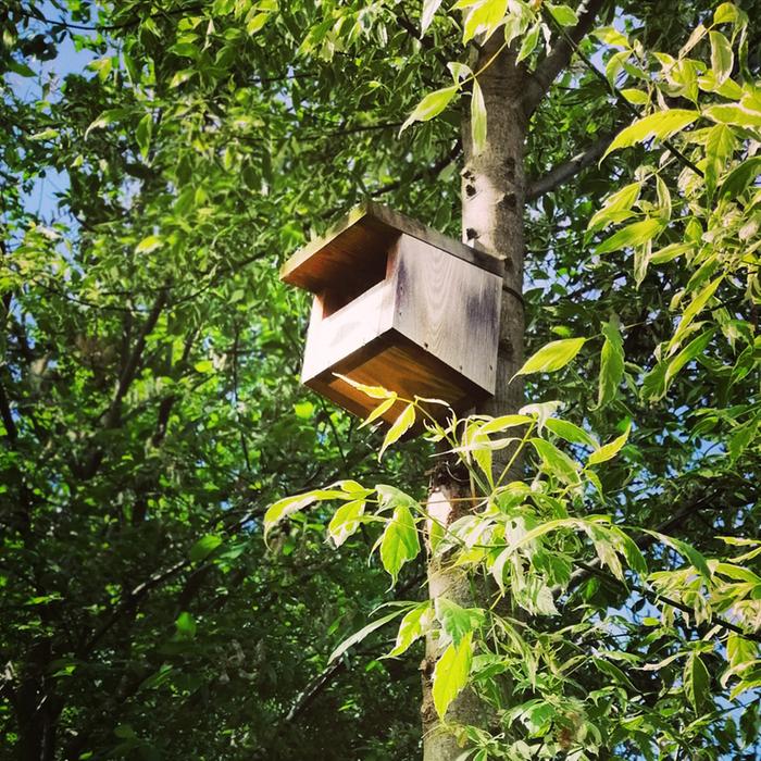 Birdhouse for flycatchers