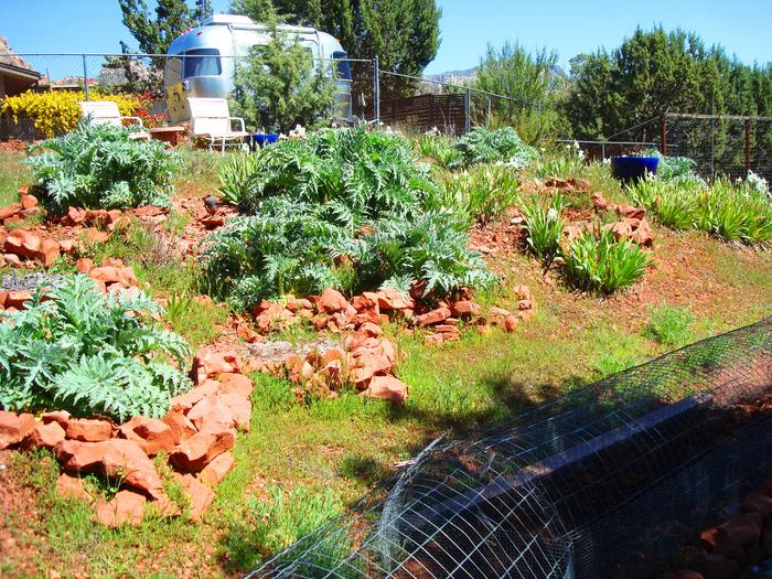 Happy artichokes