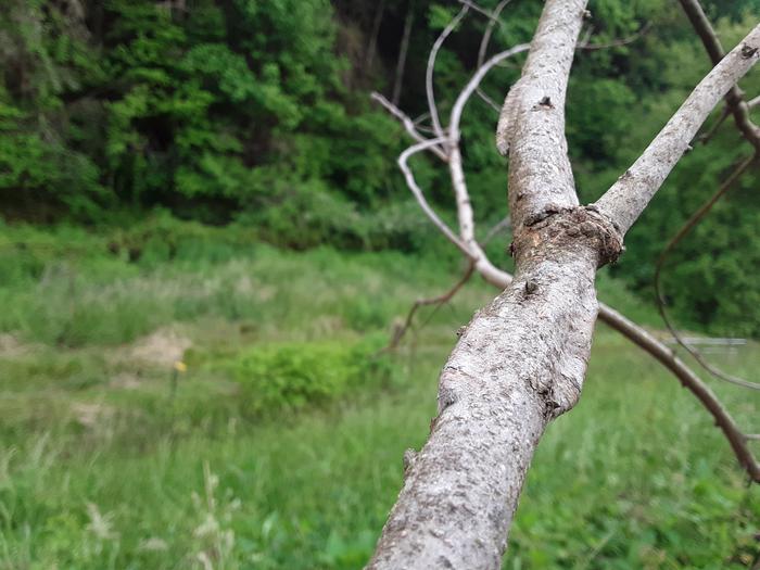 lappet moth caterpillars 