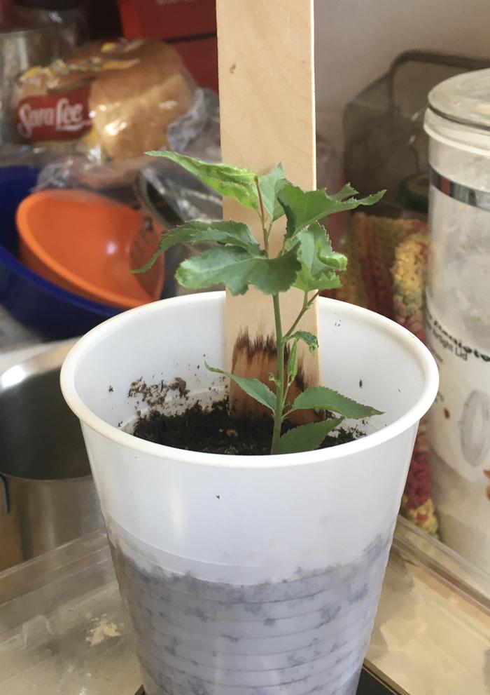 [Thumbnail for apricot-seedling.JPG]