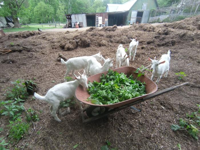 Here I am sickling away and suddenly my wheelbarrow is raided