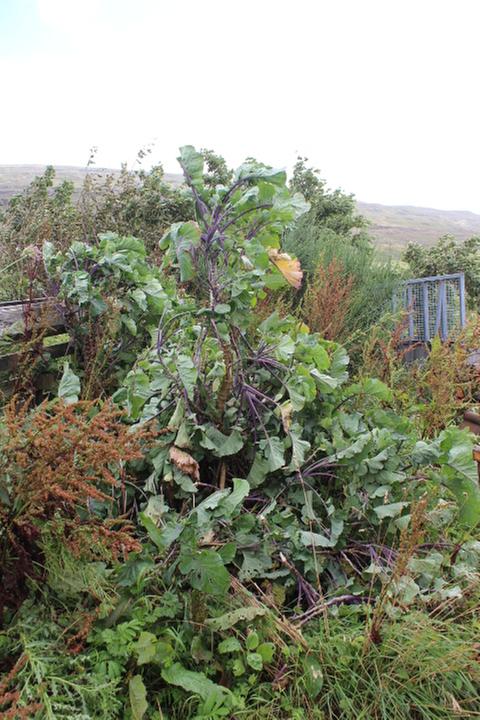 Lots of kale cuttings ready made!
