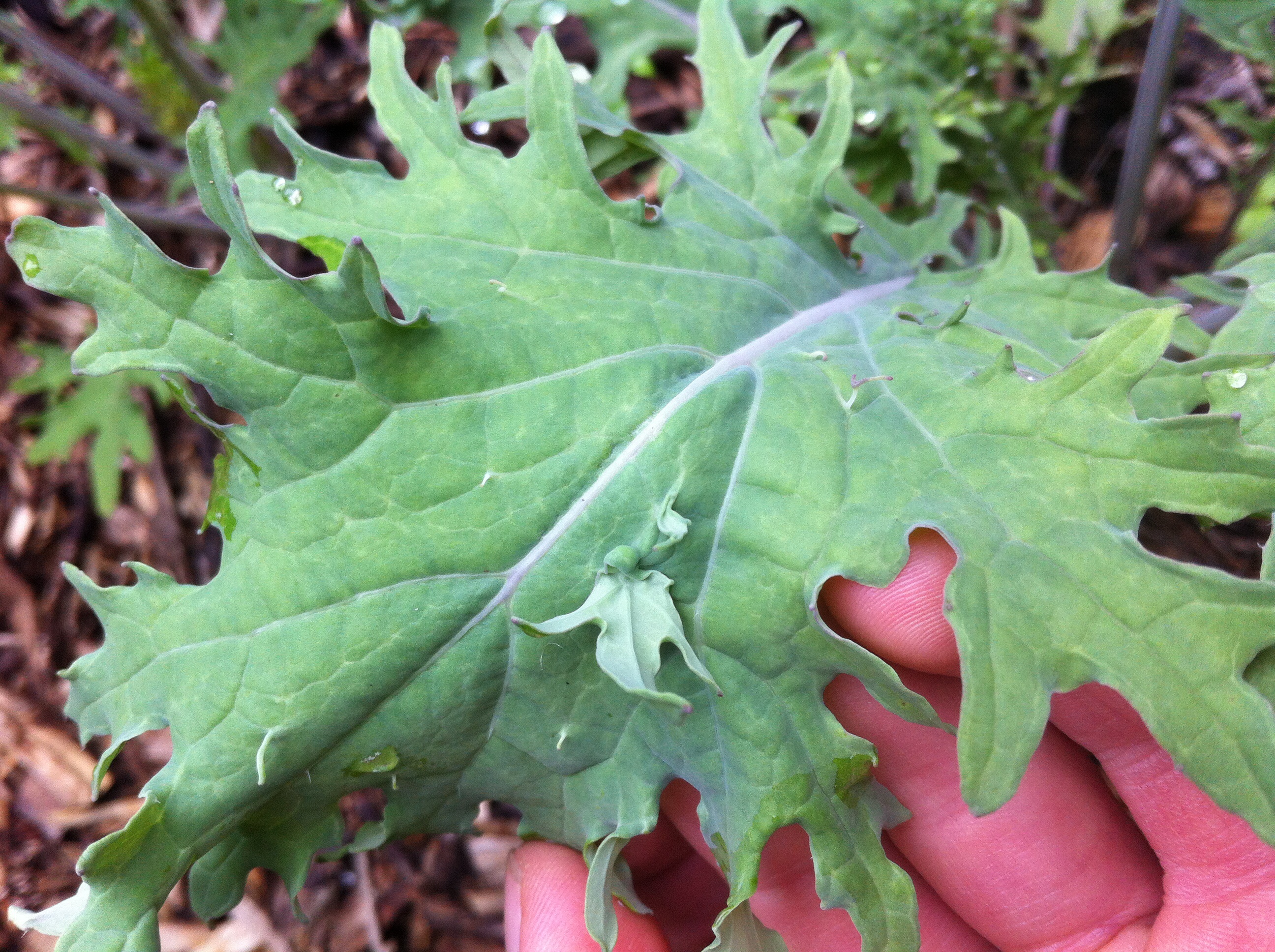What is up with this kale? (plants forum at permies)