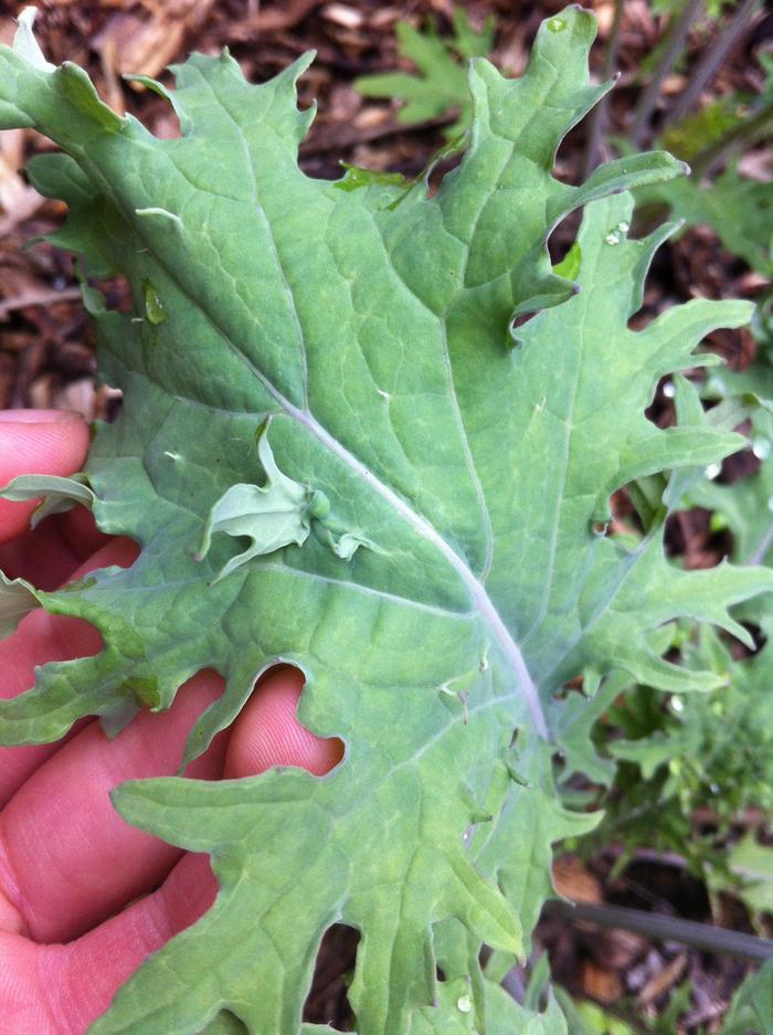 What is up with this kale? (plants forum at permies)