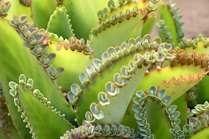 [Thumbnail for Kalanchoe-laetivirens.jpg]