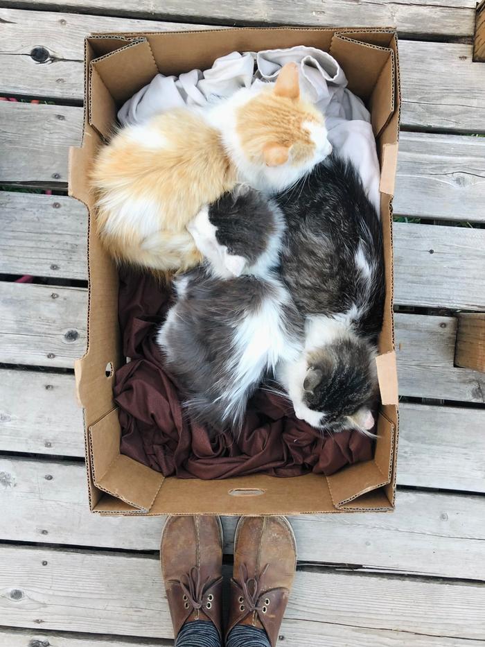 If only I could cram myself in that box and join the cuddle puddle 