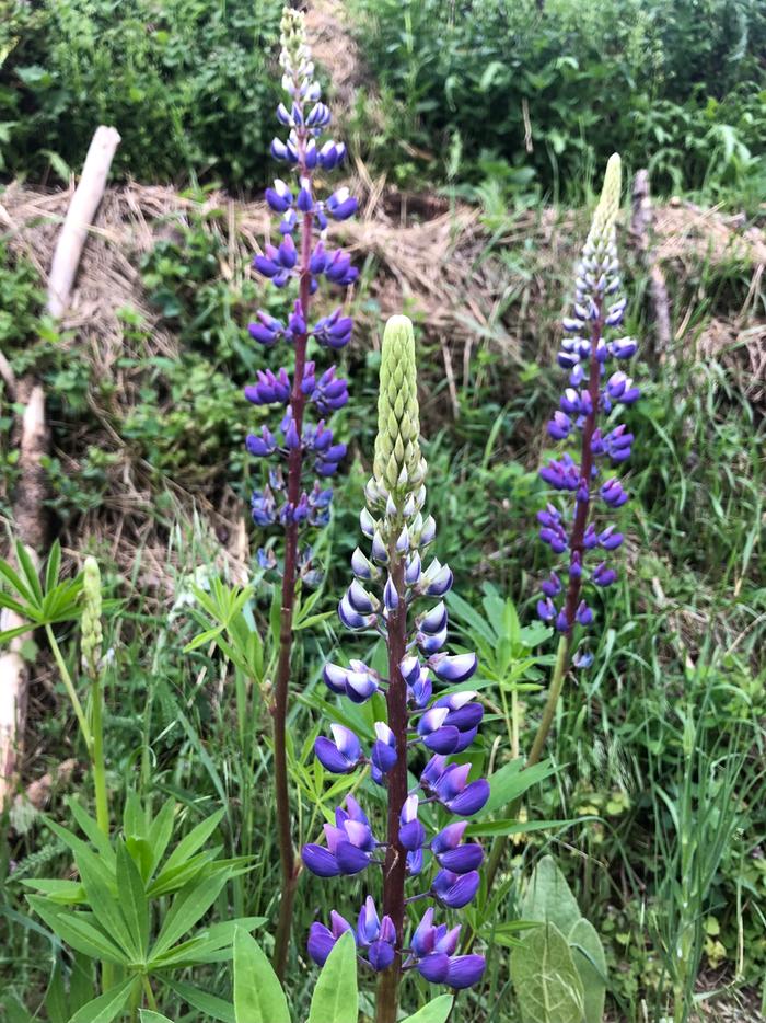 Big lupine!