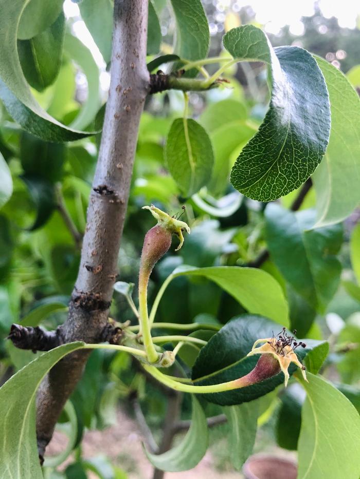 Pears are on the way 