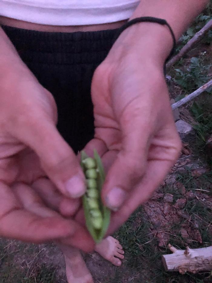 Blurry peas from my patch featuring my sandal tan 