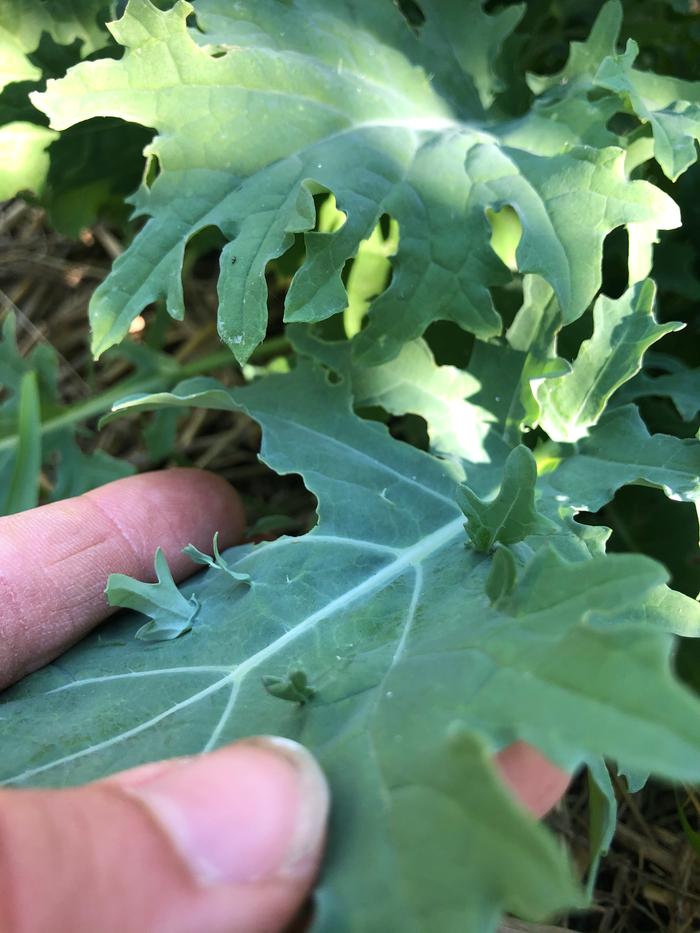 Leaves growing out of leaves ?