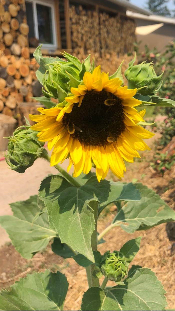 First sunflower blossom