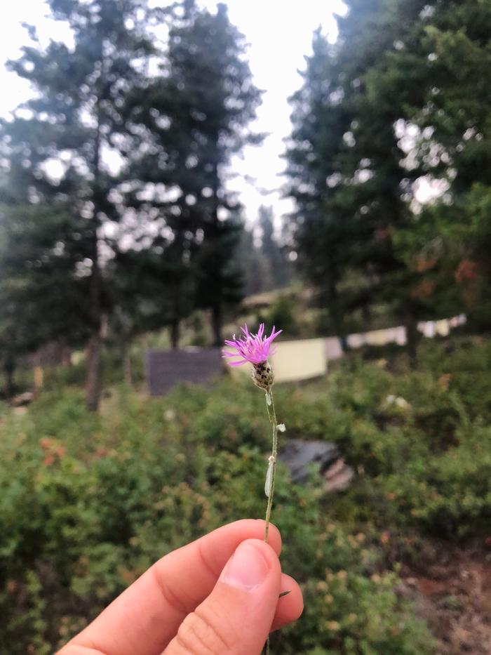 Lovely little knapweed flower 