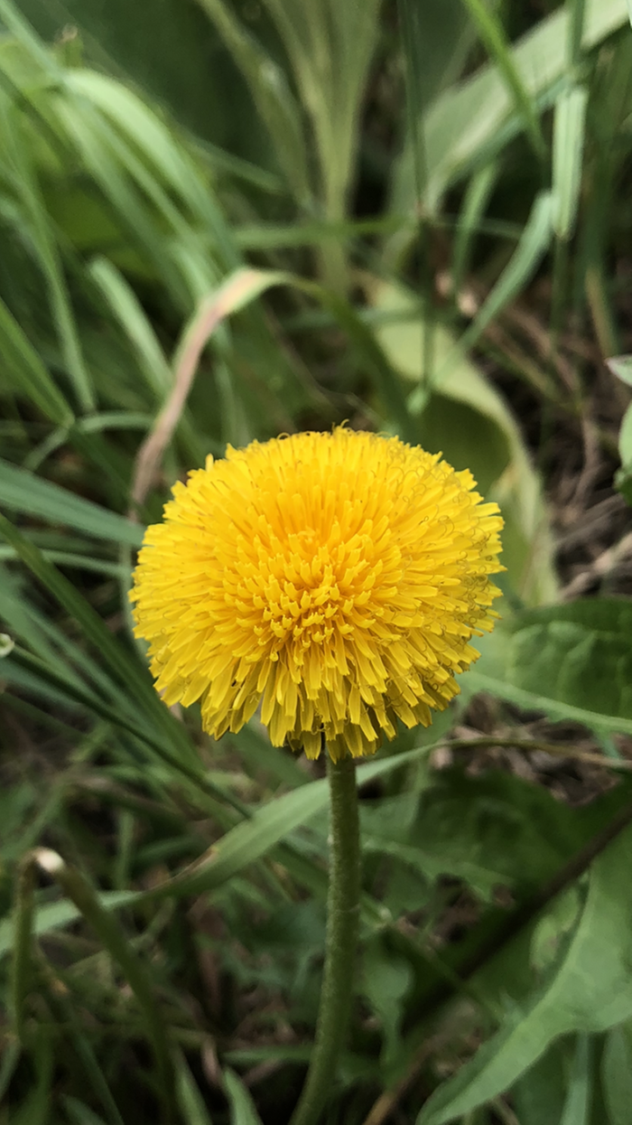 Dandelion poofy perfection 