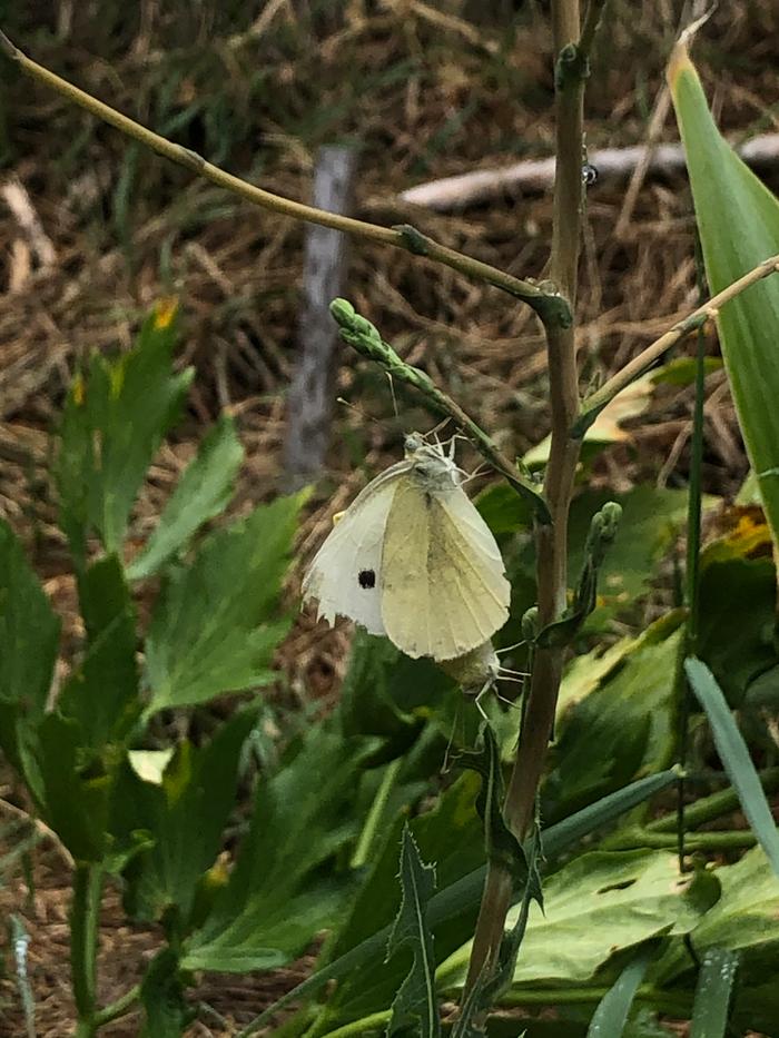 Butterflies mating😏