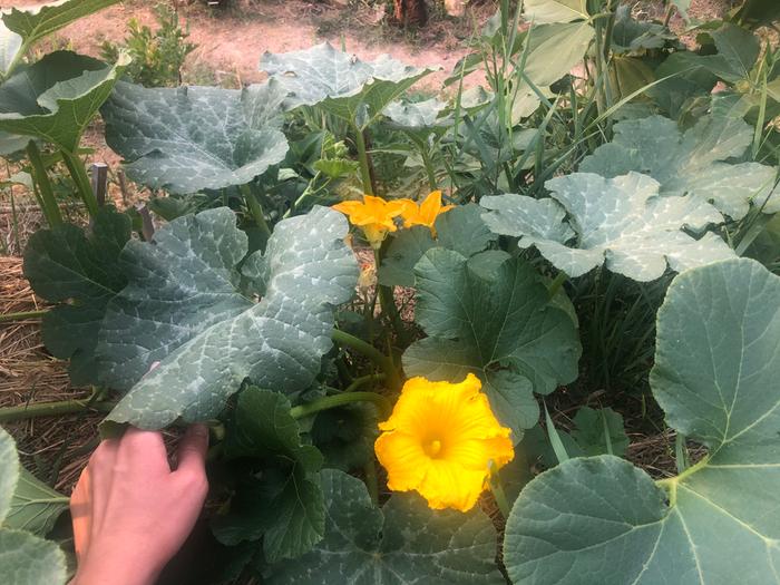 Mine and Erica’s squash blossoming 