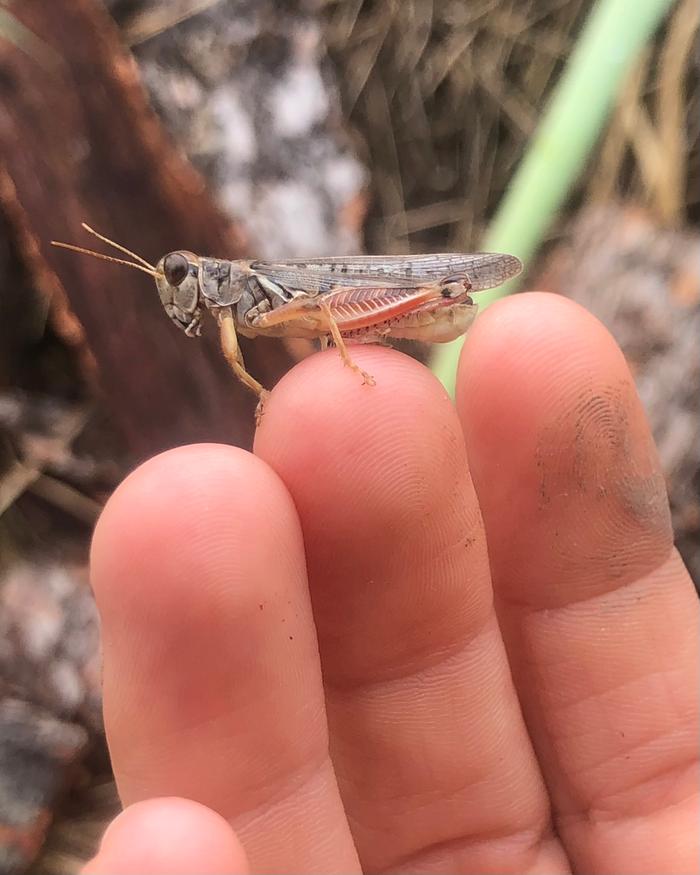 This grasshopper let me pet him 