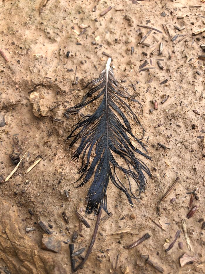 a black feather against solidified dirt