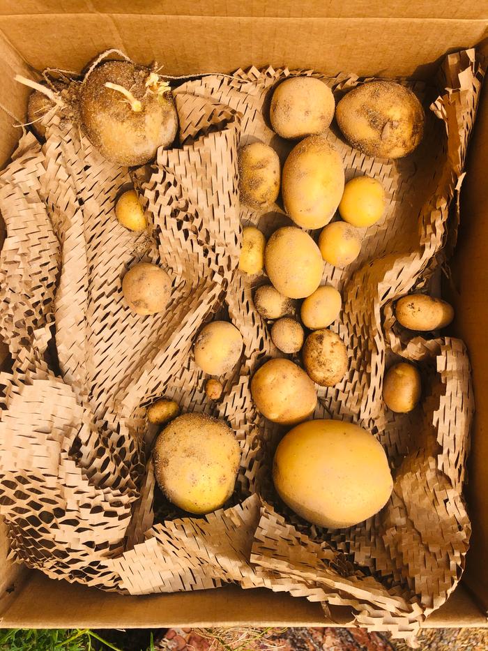 Harvesting some potatoes 