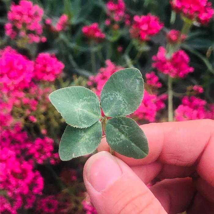 four leaf clover