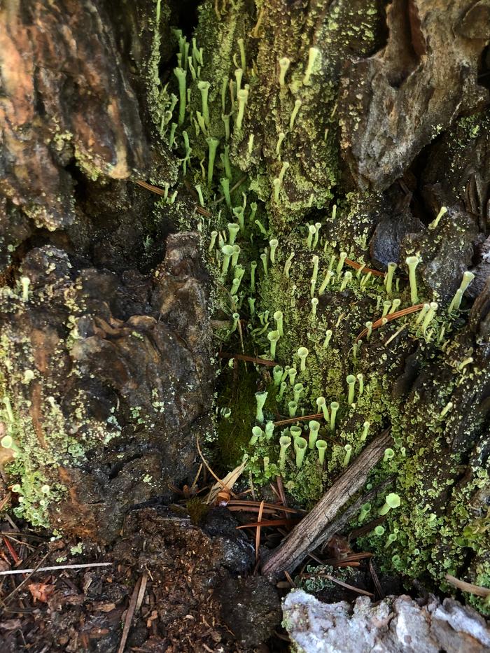 Cool lichens 
