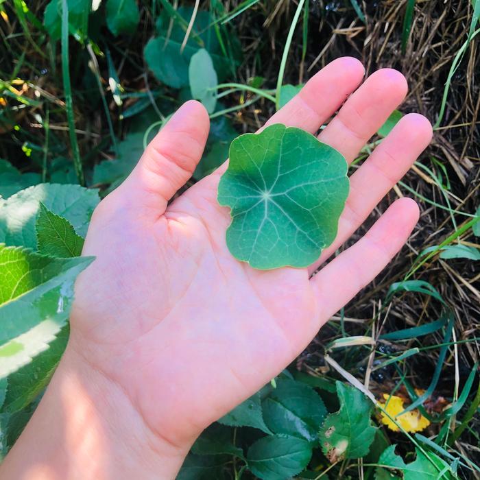 nasturtium