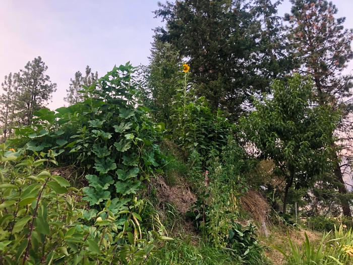 Big sunflower makes its first appearance 