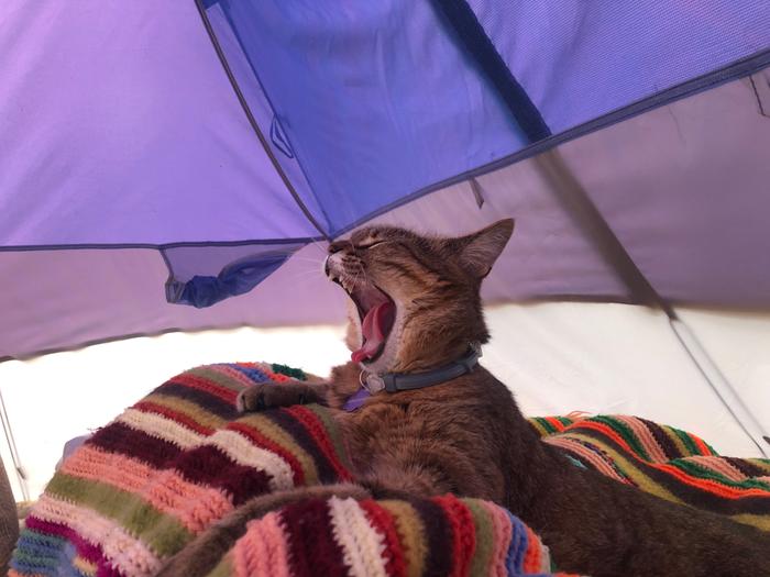 Juniper caught mid-yawn 