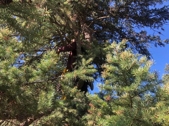 New boot Nate (hard to see) shuffling up the tree like a monkey