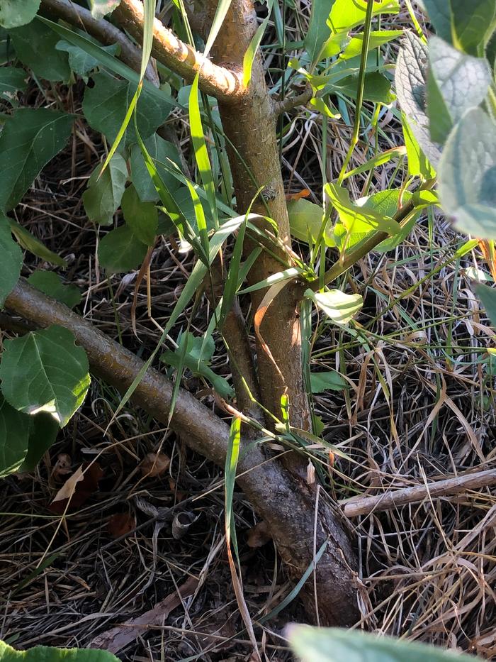 Tree that needed some immediate pruning to prevent future illness 