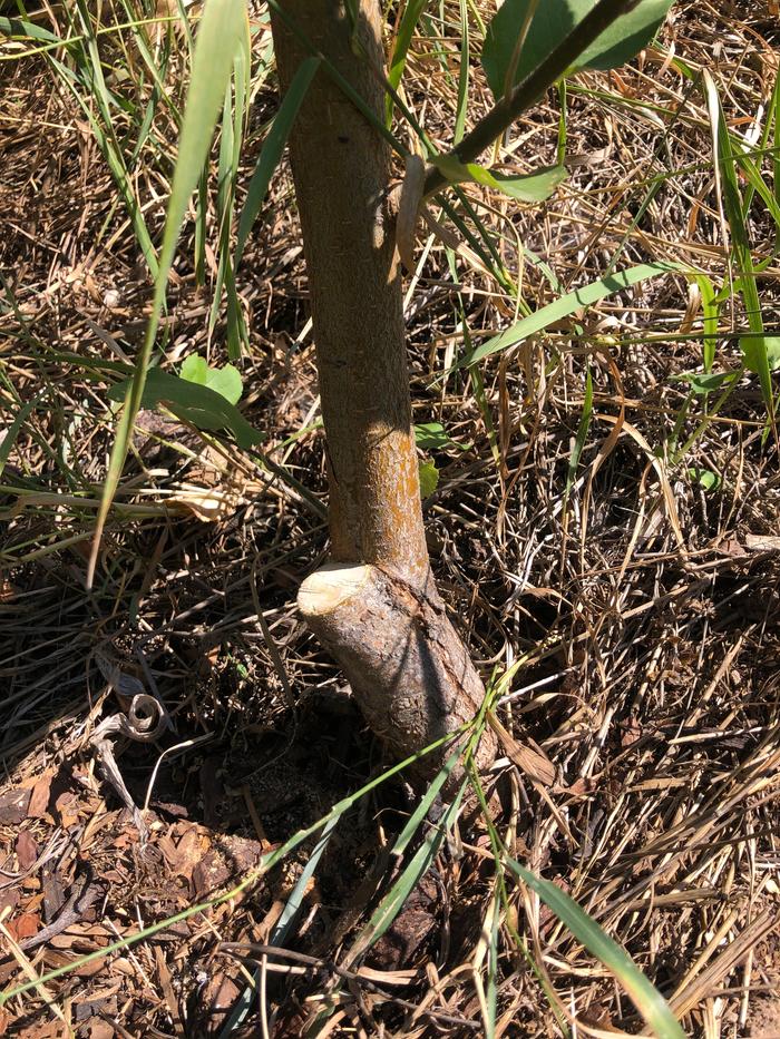 And after the pruning. It will now be a happier apple tree