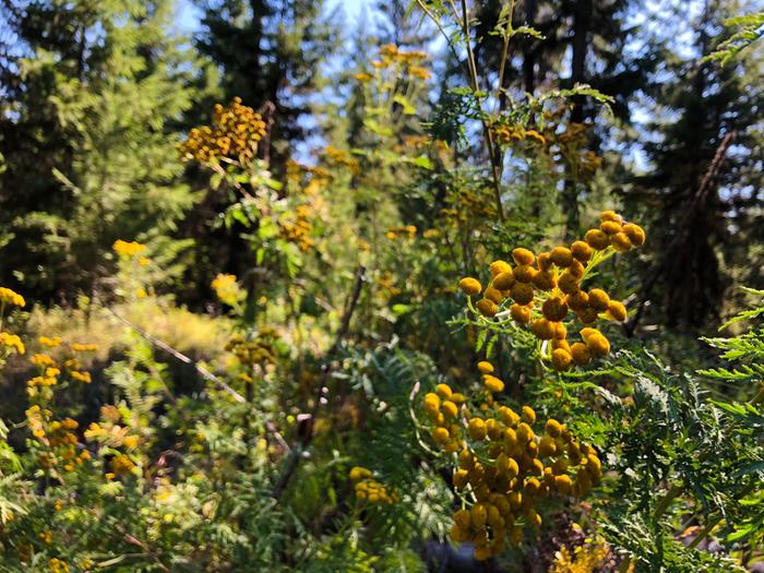 Tansy on Fred’s plot to be chopped