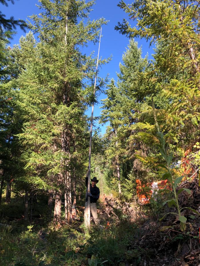 Dez wielding a super tall tree