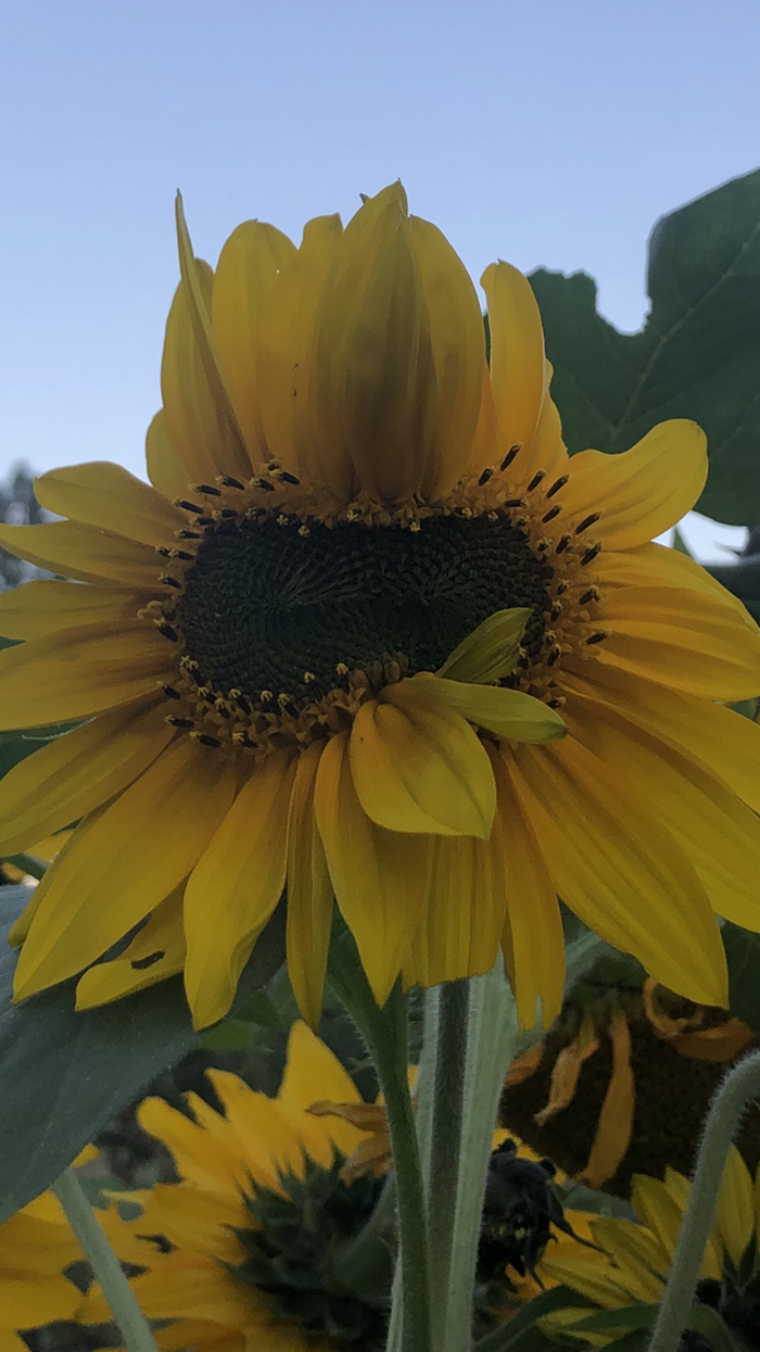 Conjoined sunflower twins