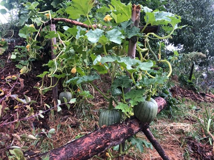 Squash on greys patch 