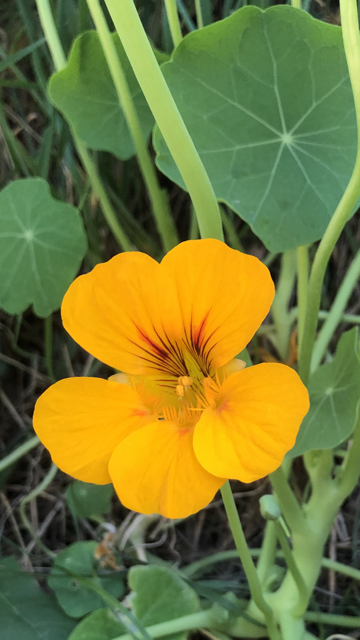 Nasturtium growing on my patch 