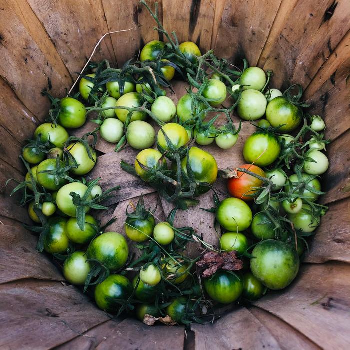 Some tomatoes that were picked early to prevent frosty damage