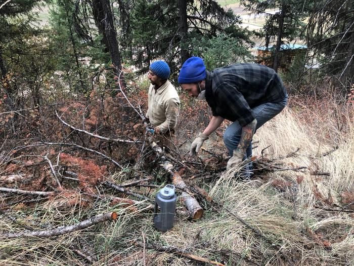 Grey and will preparing firewood 