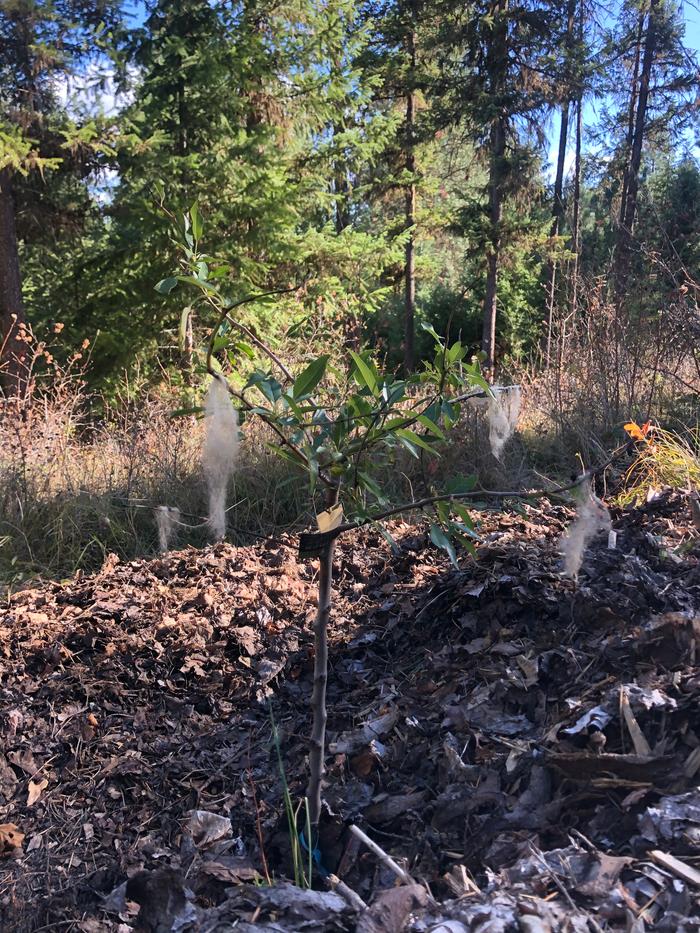 Almond tree growing on Fred’s plot. With bits of wool to prevent deer from getting to it