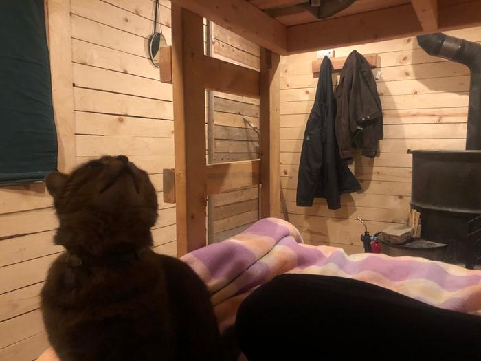 Juniper and I are settling into the love shack well