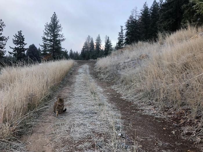 Frosty morning walk with Juniper