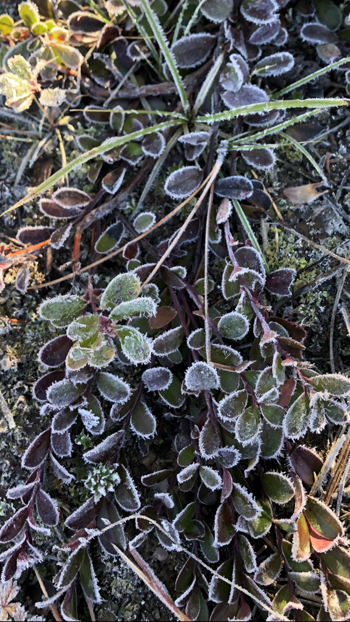 Frosted tips