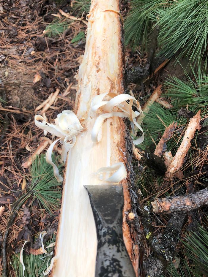 This pine tree is silky smoooth. Getting lost in the peeling