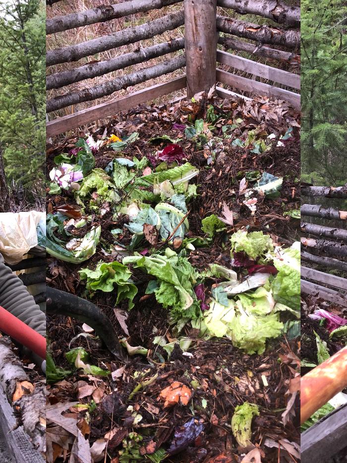 Fred’s compost pile 