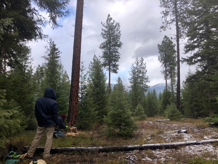 More firewood, lots of catching up on it. Will takes down this giant one 