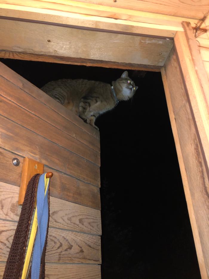 What is she doing up there?